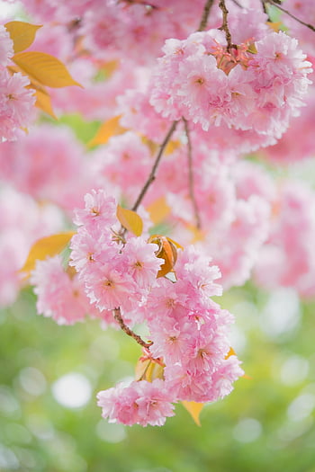 třešňové květy, sakura, květiny, strom květy, jaro, květinové pozadí, okrasná třešeň, květy, krásné květiny, květ, květinové tapety