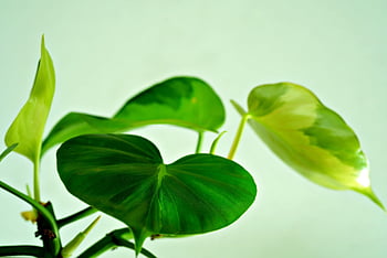 leaves, plant, nature, green, flora, foliage