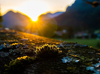 hora, Příroda, svítání, mech, zábradlí, rozmazané pozadí, les, Rakousko, Salzburg