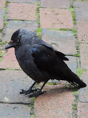 taccola, uccello corvo, corvus monedula, uccello, nero, piume, corvo, vista, uccello canoro, nativo, animale