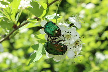 bug, natura, insetto, vita, colorato, fiore, albero, cetonia aurata, chafe rosa verde