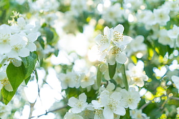 Blüten, Frühling, Duft, Natur, Jasmin, Blätter, frisch, Nektar, Pollen, blühen, Weiß