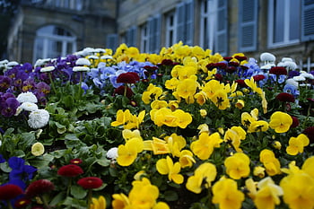 flower, multicoloured, garden