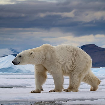 polar Bear, glacier, sea, nature, arctic, animal, zoo, wildlife, carnivore, ocean, winter