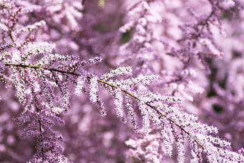 tamarisk, french, macro