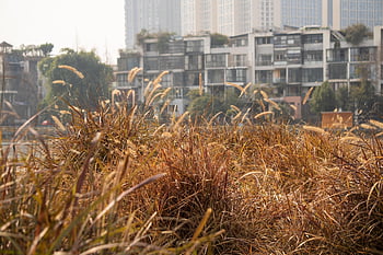 grass, park, riverside, winter, natural