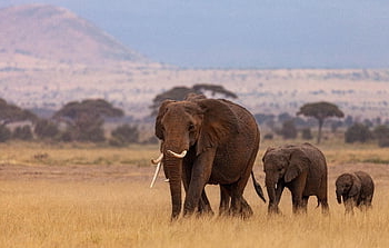 elefanti, mandria, pachidermi, mammiferi, Kenia, Africa, natura