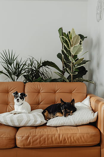 huisdieren, resting, divan, bruine bank, kamerplanten, comfort, ontspanning, schattige honden, loungen, kussens, leren bank