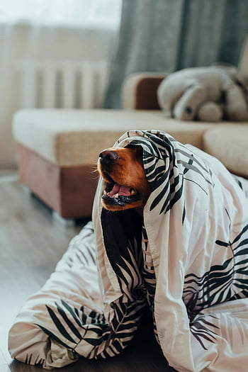 chien mignon, Assis sous couverture, canapé confortable, intérieur, chien enjoué, couverture, empreinte de zèbre, animal de compagnie, maison, salon, confort