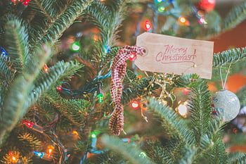 Noel ağacı, Mutlu Noeller etiketi, yakın çekim fotoğrafçılık, süslenmiş noel ağacı, renkli ışıklar, tatil dekorasyonu, bayram mevsimi, Noel süsleri, Noel ışıkları, Yılbaşı kartı, Yılbaşı ruhu