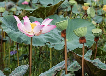 květiny, lotus, květ, květinové pozadí, okvětní lístky, botanika, Příroda, krásné květiny, růst, rybník, sen hong
