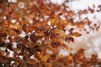 autumn leaves, brown leafed tree, selective focus photography, golden autumn, seasonal backgrounds, fall themes, close-up photography, autumn foliage, nature photography, fall leaves, bokeh effect