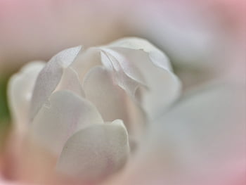 abstract flower background, botany, calm, close-up, defocus, delicate, floral, macro, magnolia, organic, pastel