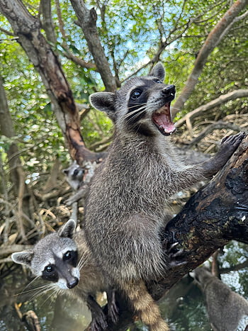 raccoon, wild, animal, mammal, wildlife, nature, racoon