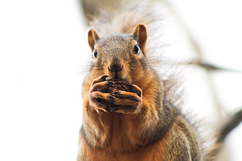 animal, squirrel, eating, rodent, mammal, species, nature, fauna, wildlife, branch, hibernation