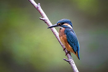 pták, ledňáček, kookaburra, větev, posazený, posazený pták, peří, ave, ptačí, ornitologie, pozorování ptáků