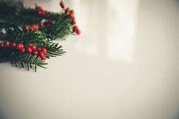 Christmas wreath, fir branches, red holly berries, festive decoration, white background, minimalist, seasonal decor, traditional, evergreen, flat lay, copyspace