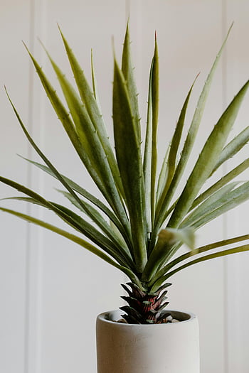 grønn plante, hvit krukke, Spiky saftig, keramisk gryte, hvit bakgrunn, nærbilde, innendørs plante, potteplante, grønt, minimalistisk innredning, hjemmedekorasjon
