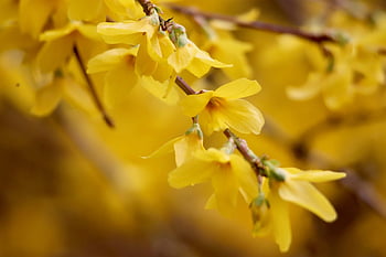 forsythia, tapeta na zeď, Zlatý šeřík, hd tapetu, Tapeta 1920x1080, zlaté zvonky, mac tapetu, tapety hd, pozadí pracovní plochy, krásná tapeta, okrasný keř