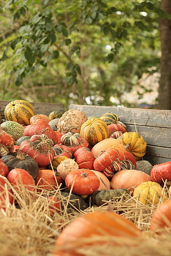 pumpkins, vegetables, harvest, fall, autumn, organic, agriculture