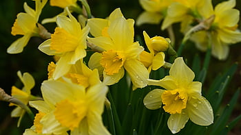 narcis, květiny, kapky deště, narcissus pseudonarcissus, žlutý narcis, žluté květy, jaro, rosa, kapky rosy, rostlin, květ