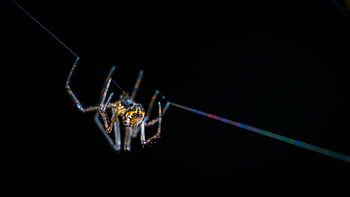 brown spider, web, selective-focus photography, close-up, silk thread, dark background, spider web, selective focus, close up view, balancing spider, thread spider