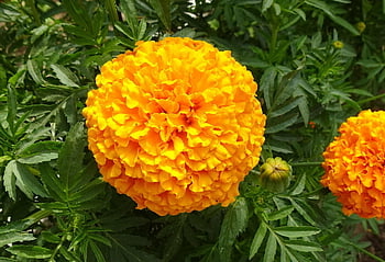 fiore, calendula, tagetes erecta, annuale, carta da parati floreale, bellissimi fiori, sfondo di fiori, natura, Asteraceae, flora, giallo