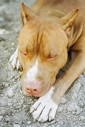 pitbull sleeping, close-up shot, peaceful dog, gravel surface, calm tranquility, pitbull dog, sleeping dog, outdoor scene, serene moment, pet photography, animal rest