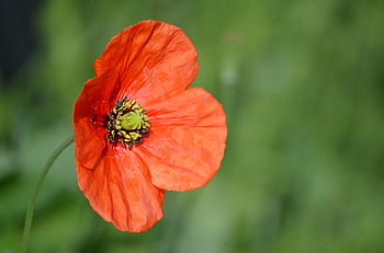 fleur, coquelicot, fleur rouge, coquelicot rouge, pétales rouges, Floraison, flore, papier peint à fleurs, belles fleurs, pétales, fond de fleur