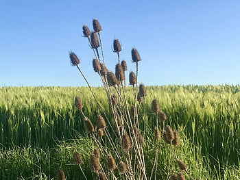 burdock, barley, field, arctium, heaven, plant, green, flora, nature, spring, may