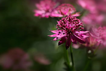 velká hvězda umbel, květinové tapety, květinové pozadí, astrantia major, růžový, okvětní lístky, květ, rostlina, krásné květiny, Příroda