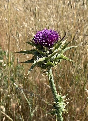 blessed Milkthistle, thistle, wildflower, purple, california, flora, bloom