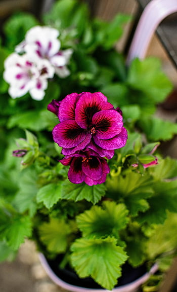 geraniums, flower Wallpaper, flower, pelargonium, garden, nature, blossoms, spring, flower Background, plants, white