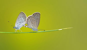 sommerfugle, grøn stamme, brune sommerfugle, sorte sommerfugle, Delikat hvile, græsblad, grøn baggrund, naturfotografering, insektfotografering, dyreliv fotografering, naturlige skønhed