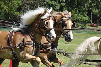 horses, coach, horse-drawn Carriage, haflingers, tournament