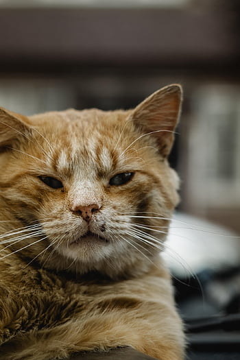 streunend, Katze, wild, katzenartig, Tier, Haustier, obdachlos, Kätzchen, adoptierbar, Rettung, Annahme