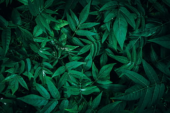 abstract, close Up, dark Background, dark Green, dark Green Leaves, detail, flora, floral, flowering Plant, foliage, fresh