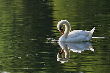 swan, water Bird, lake, reflection, sunrise, park, nature