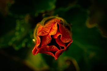 flower, orange Flower, blooming Flower, nature, flora, close Up, flower Bud