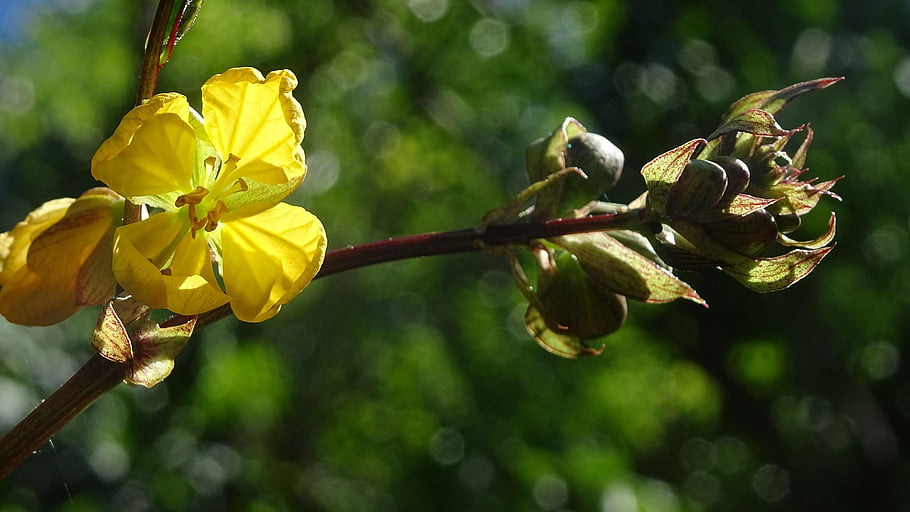 yellow Flowers, wildflowers, nature, garden, selective Focus