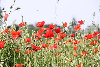 poppy, flower, nature, red, rural