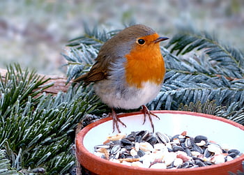 zvíře, pták, pěvec, červenka, Příroda, erithacus rubecula, hlad, krmivá deska, zimní, mráz, zahrada