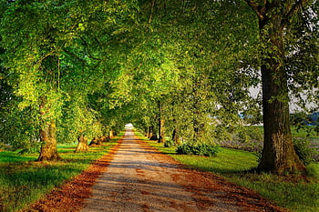 avenue, strom, listy, cesta, zelená, perspektivní, účelné, podzim, Příroda, lesní cesta, krajina