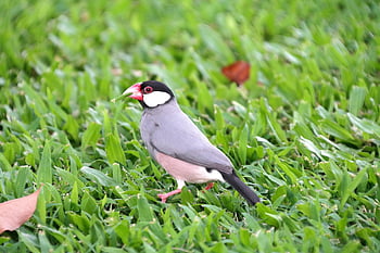 java finch, kutilang, burung, berwarna merah muda, paruh, hijau, padang rumput, margasatwa, pulau, bulu burung, hawaii