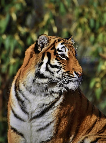 siberian Tiger, hellabrunn Zoo, nature, animal, mammal, carnivore, tiger, wildlife, predator, big Cat, fauna