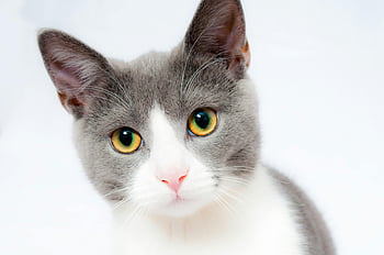 grey and white cat, short fur cat, yellow eyes, adorable cat, plain backdrop, grey cat, white cat, striking eyes, cute cat, pet photography, animal portrait