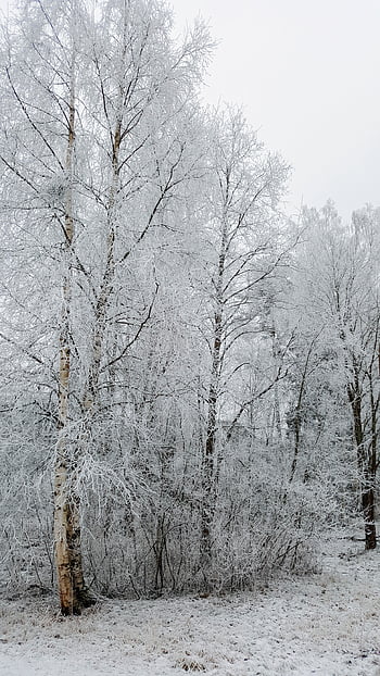 sníh, strom, zimní, bílý, Příroda, krajina, scéna, scenérie, Pozadí, zasněžený, Studený