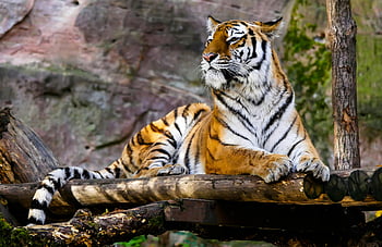 ベンガルトラ、 安静時のトラ、 自然の生息地、 タイガーストライプ、 雄大なトラ、 ログ上のタイガー、 野生動物の写真、 タイガー保全、 森のトラ、 自然の虎