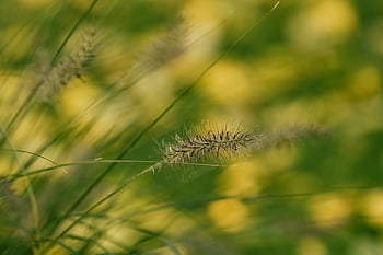 frunze de toamna, iarbă, frunze, luncă, toamnă luncă, frunziş, natură