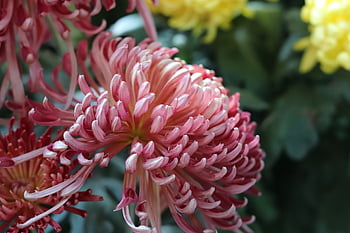 chrysanthemum, autumn, autumn Chrysanthemum